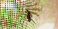 Glaserei-Fischer-Oberammergau-Insektenschutz